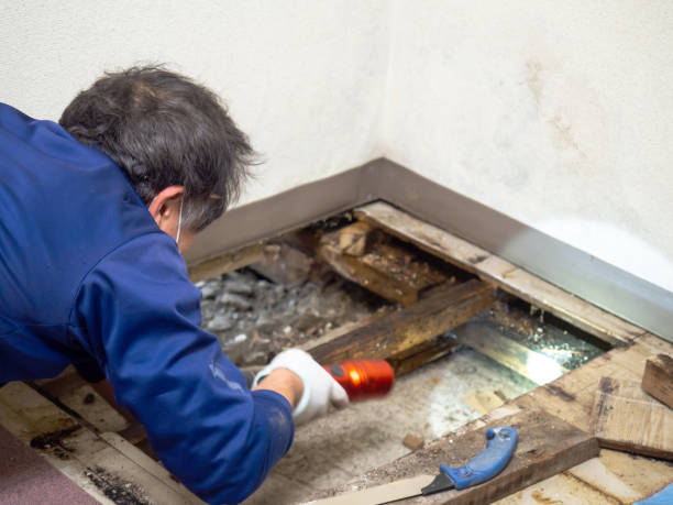 Best Post-Remediation Services in Port Jefferson, NY