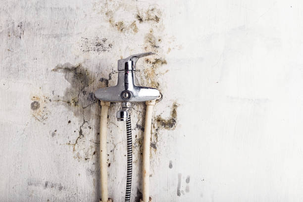 Best Kitchen Mold Remediation in Port Jefferson, NY