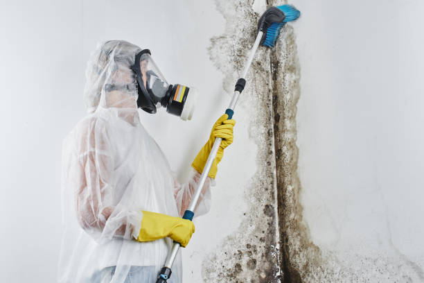 Best Mold Remediation for Specific Building Types in Port Jefferson, NY