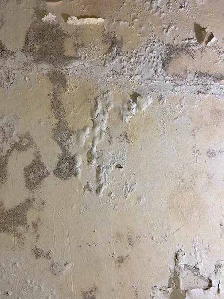 Best Attic Mold Remediation in Port Jefferson, NY